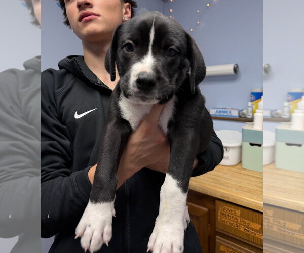 Medium Photo #1 Labrador Retriever-Unknown Mix Puppy For Sale in Gilberts, IL, USA