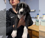 Small Labrador Retriever Mix