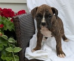 Puppy Thor Boxer
