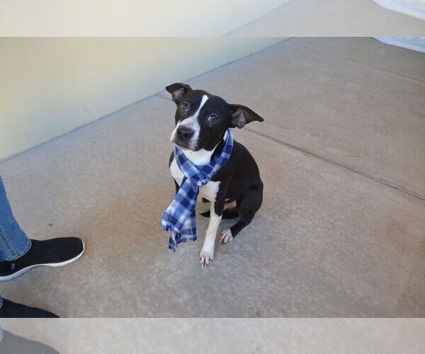 Medium Photo #1 American Pit Bull Terrier-Unknown Mix Puppy For Sale in McKinney, TX, USA