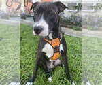 Kilo - Female Mutt Dog for Adoption - Small photo