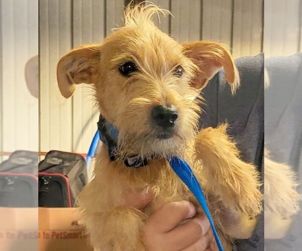 Medium Photo #1 Cairn Terrier Puppy For Sale in Carrollton, TX, USA