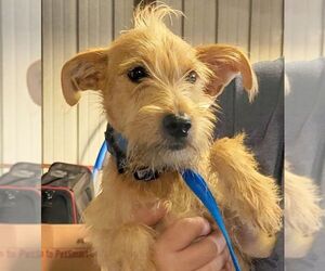 Cairn Terrier Dogs for adoption in Carrollton, TX, USA