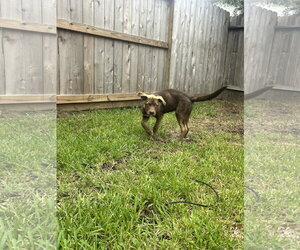 Billy Madison - Male Australian Kelpie-Labrador Retriever Mix Dog for Adoption - Photo #3