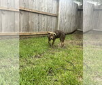 Small Photo #3 Australian Kelpie-Labrador Retriever Mix Puppy For Sale in The Woodlands, TX, USA
