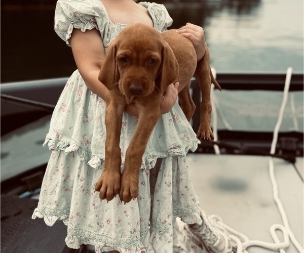 Medium Photo #13 Vizsla Puppy For Sale in WAVERLY, NY, USA