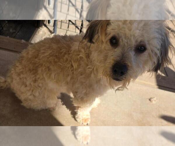 Medium Photo #4 Poodle (Miniature)-Unknown Mix Puppy For Sale in San Antonio, TX, USA