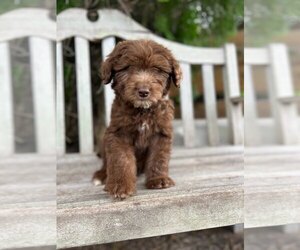 Aussiedoodle Miniature  Puppy for sale in INDIANTOWN, FL, USA