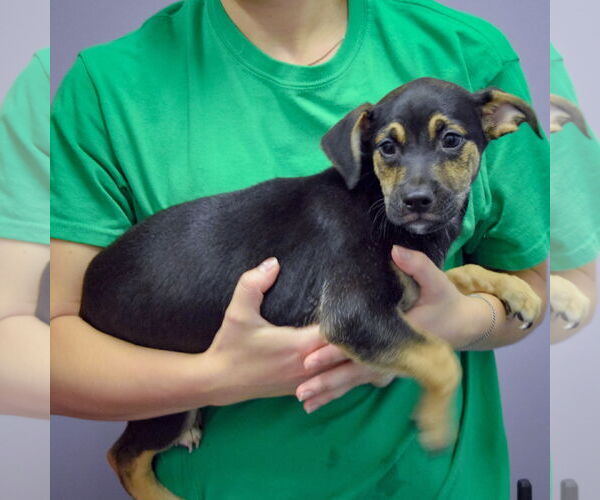 Medium Photo #3 Mutt Puppy For Sale in Huntley, IL, USA