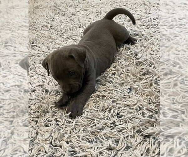 Medium Photo #27 American Bully Puppy For Sale in UPPER MARLBORO, MD, USA