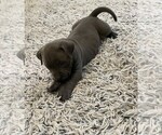 Small #26 American Bully