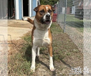 Retriever -Unknown Mix Dogs for adoption in Washington, DC, USA