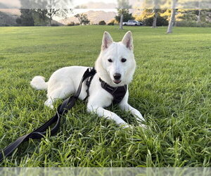 Mutt Dogs for adoption in Agoura Hills, CA, USA