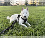 RED - Female Mutt Dog for Adoption - Small photo