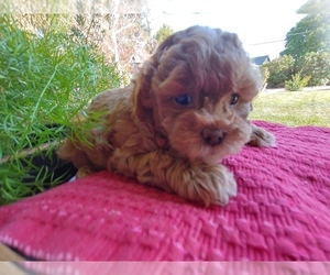 ShihPoo Puppy for sale in CANON CITY, CO, USA