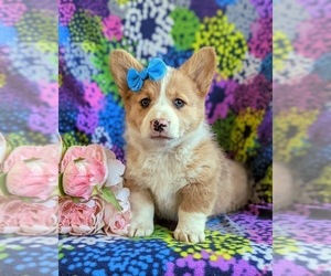 Pembroke Welsh Corgi Puppy for sale in GLEN ROCK, PA, USA