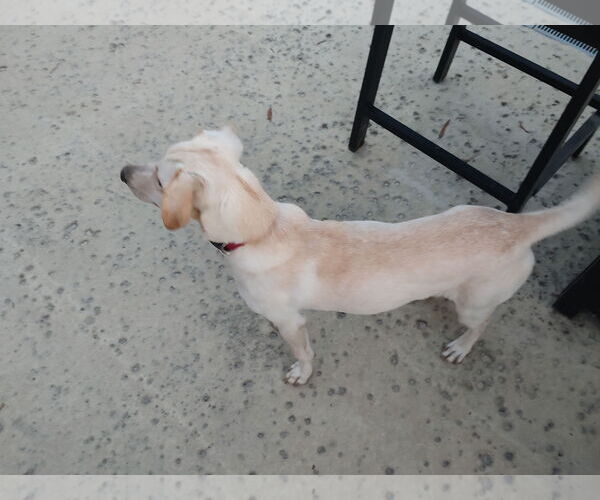 Medium Photo #9 Labrador Retriever-Unknown Mix Puppy For Sale in Murrells Inlet, SC, USA