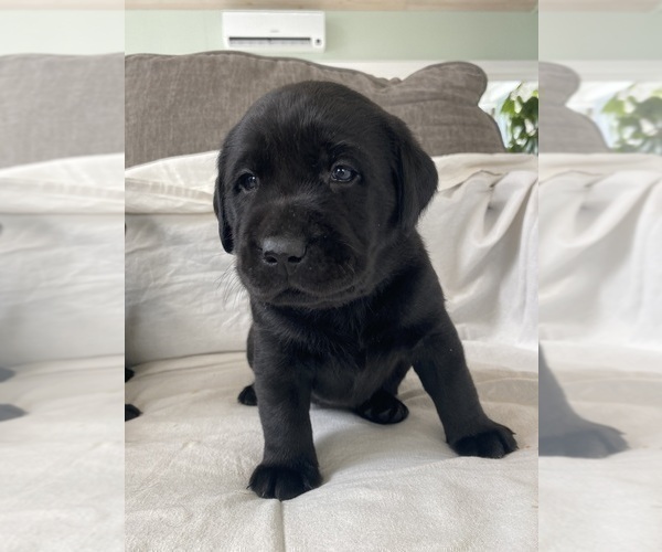 Medium Photo #25 Labrador Retriever Puppy For Sale in NEW HOLLAND, PA, USA