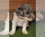 Small Photo #2 Poodle (Miniature) Puppy For Sale in FILLMORE, UT, USA