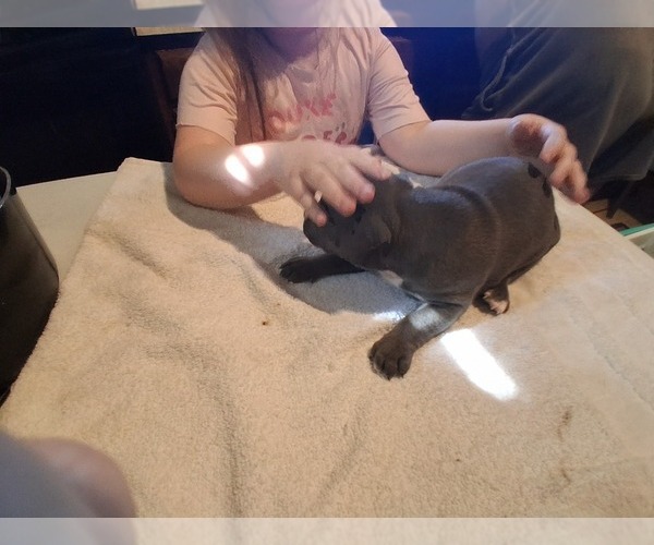 Medium Photo #9 American Pit Bull Terrier Puppy For Sale in DANNEBROG, NE, USA