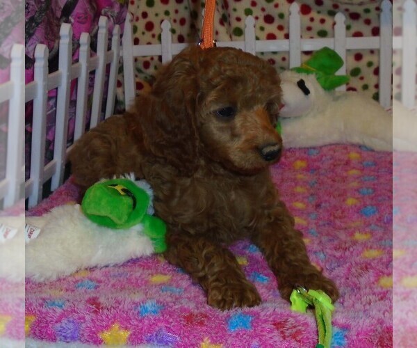 Medium Photo #1 Poodle (Standard) Puppy For Sale in CLATSKANIE, OR, USA