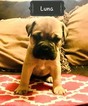 Small Photo #2 Bullmastiff Puppy For Sale in LIMERICK, PA, USA