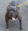 Small Photo #1 American Bully Puppy For Sale in BRONX, NY, USA