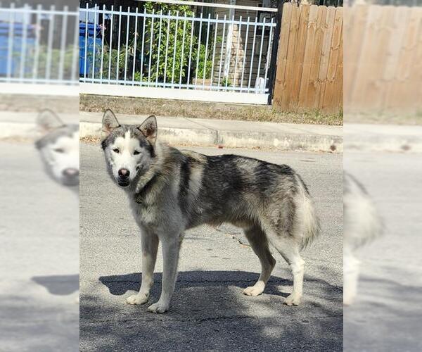 Medium Photo #1 Huskies -Unknown Mix Puppy For Sale in San Antonio, TX, USA