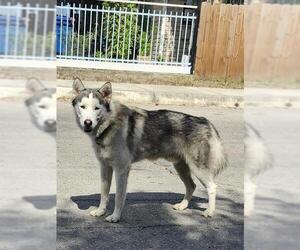 Huskies -Unknown Mix Dogs for adoption in San Antonio, TX, USA