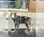 Small Huskies  Mix