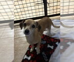 Small Photo #2 Dachshund-Unknown Mix Puppy For Sale in Osgood, IN, USA