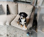 Puppy Duke Border-Aussie