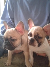 French Bulldog Puppy for sale in COFFEYVILLE, KS, USA