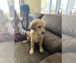 Small Photo #6 Golden Retriever Puppy For Sale in ROSEVILLE, CA, USA