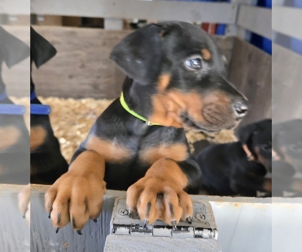 Medium Photo #6 Doberman Pinscher Puppy For Sale in BEGGS, OK, USA