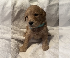 Goldendoodle Puppy for sale in CHATTANOOGA, TN, USA