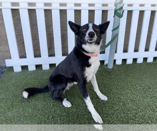 Medium Photo #1 Border Collie Puppy For Sale in Modesto, CA, USA