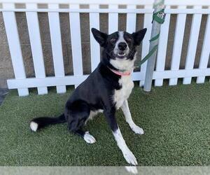 Border Collie Dogs for adoption in Modesto, CA, USA
