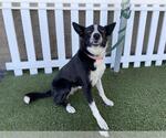 Small Border Collie