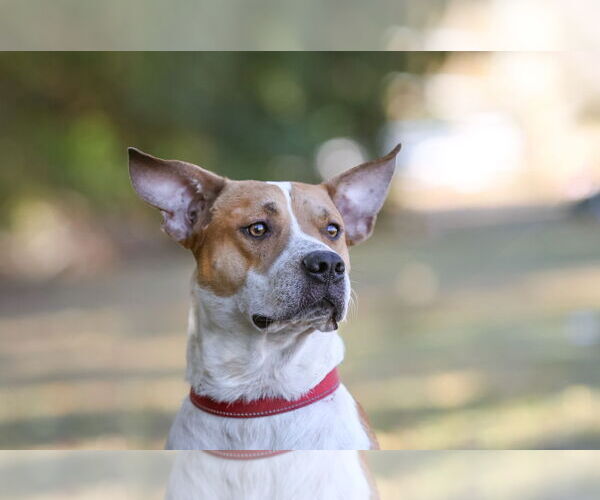 Medium Photo #11 Mutt Puppy For Sale in  Gainesville, FL, USA