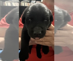 Labrador Retriever Puppy for sale in OSYKA, MS, USA