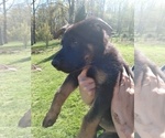 Small Photo #4 German Shepherd Dog Puppy For Sale in BEAVER FALLS, PA, USA