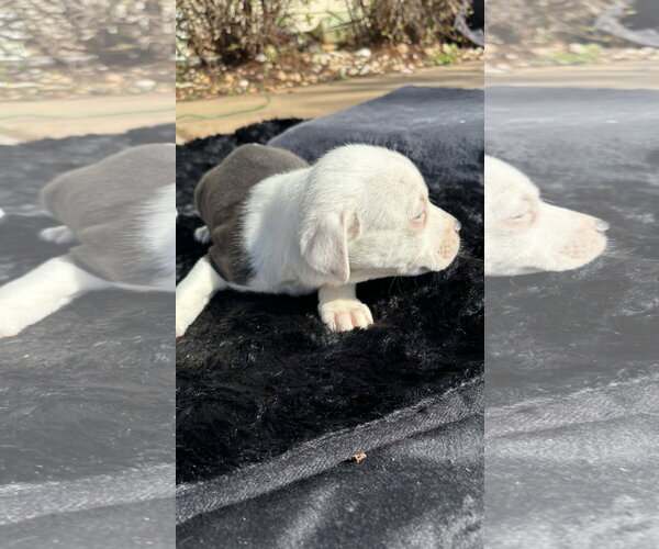 Medium Photo #12 American Pit Bull Terrier-Labrador Retriever Mix Puppy For Sale in Holly Springs, NC, USA