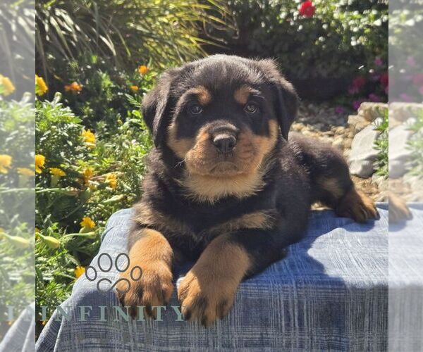 Medium Photo #4 Rottweiler Puppy For Sale in SHIPPENSBURG, PA, USA