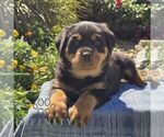 Nyx - Male Rottweiler Puppy for Sale - Photo #4