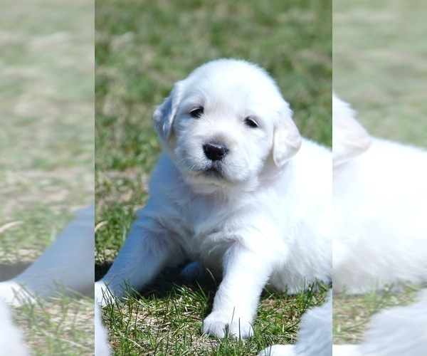 Medium Photo #3 English Cream Golden Retriever Puppy For Sale in NAPPANEE, IN, USA