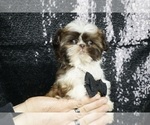 Small #4 Shih Tzu