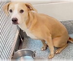 Small #1 Labrador Retriever Mix