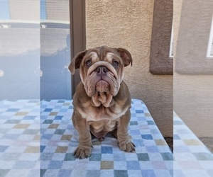 English Bulldog Puppy for sale in LAS VEGAS, NV, USA