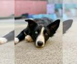 Small #1 Border Collie Mix